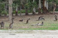 Karri Valley Chalets